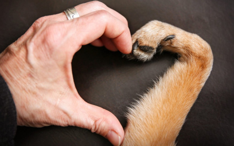 Владимирский кинолог: «Я нужен не питомцам, а их владельцам»