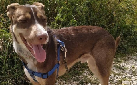 Владимирских живодеров, чуть не убивших собаку, привлекут к ответственности