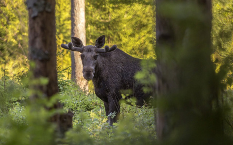В Судогодском районе браконьер получил приговор за убийство лося