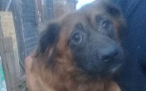 В Кольчугино из квартиры живодера спасли 14 рыжих собак