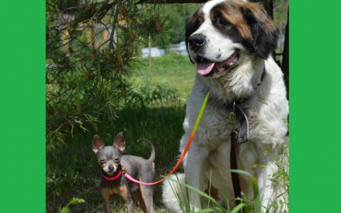 Собаки-гиганты во Владимире устраивают хоровое пение