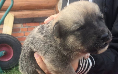 Щенок, которого нашли в мусорном пакете на помойке Владимира, ищет дом