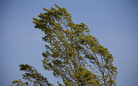 Метеопредупреждение: во Владимире ожидается порывистый ветер