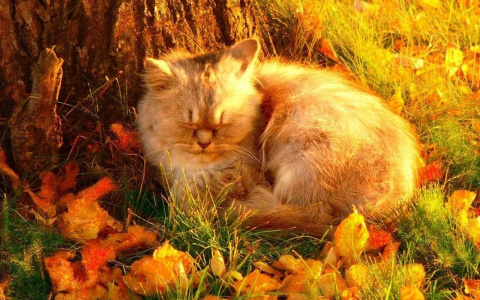 Последний теплый день: синоптики рассказали о предстоящей погоде во Владимире