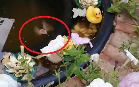 Во Владимире появилась редчайшая похожая на колибри бабочка