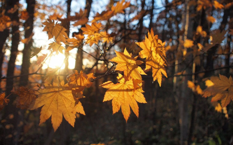 Начало октября порадует владимирцев теплом