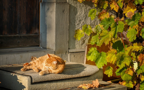 Владимирскую область ожидает аномально теплая неделя