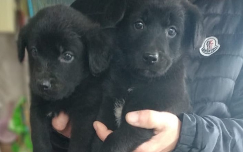 Два щенка, которых чуть не утопили, нуждаются в любви