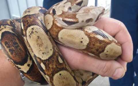 Житель Владимира у себя дома за стиральной машиной обнаружил удава