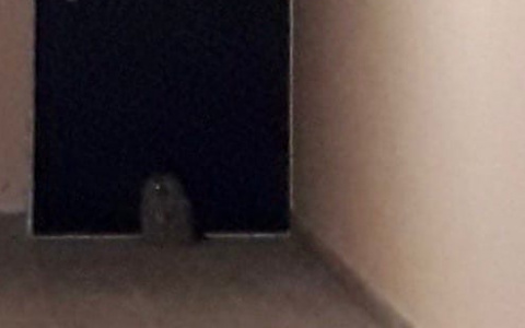 Сбываются детские мечты: сова во Владимире приносит письма из Хогвартса