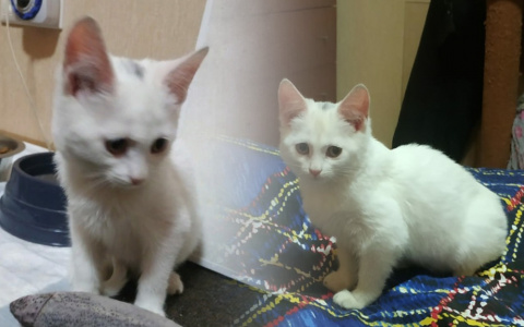 Два котёнка во Владимирской области едва не пострадали от нетрезвой хозяйки