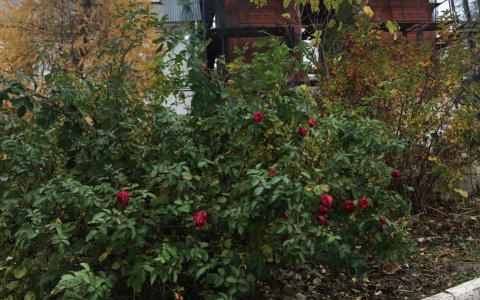 На дворе 1 ноября, а во Владимире цветут розы