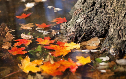 Дождливо и прохладно: владимирские синоптики рассказали о погоде на сегодня
