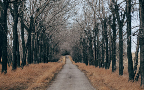 Синоптики рассказали, когда из Владимира уйдет аномальное тепло