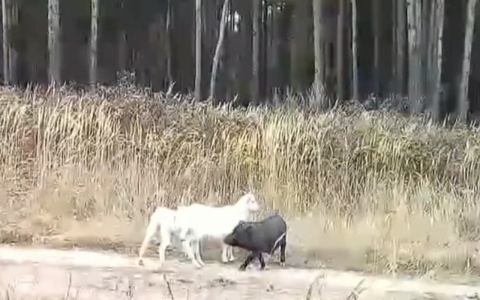 Кабанчик-пастушок: во Владимирской области вьетнамская свинья выгуливает коз