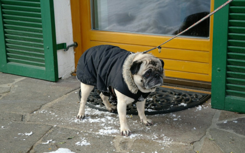 Стало известно, какая погода ждет владимирцев ближайшие дни