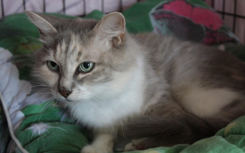 Четвероногие друзья из приюта теряют надежду на обретение семьи