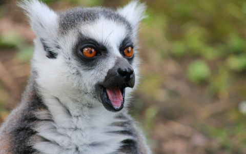 Владимирские активисты закрыли контактный зоопарк