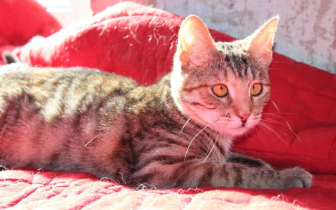 3 животных из приюта, которым срочно нужен дом