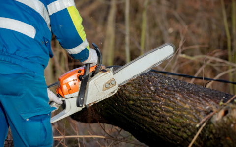 Владимирец добился денежной компенсации за упавшее на машину дерево