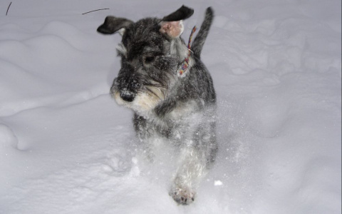 Стало известно, когда владимирцам ждать похолодания и нового снегопада