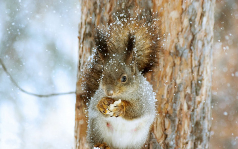 Во Владимирскую область придут морозы