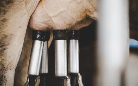 Во Владимирскую область поставляли молочку от предприятия-призрака