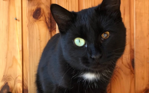 Стали ненужными: 3 животных, которым нужен новый дом