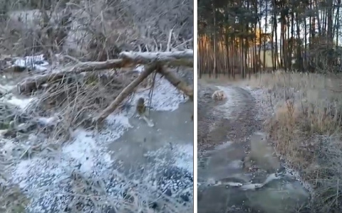 Чиновник ЖКХ: «Текут фекалии? Может, это провокация перед пресс-конференцией Путина»
