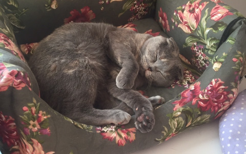 Владимирская кошка из приюта нашла дом и стала звездой Инстаграма