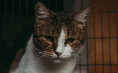 Собака-улыбака и своенравный кот из владимирского приюта ищут хозяев