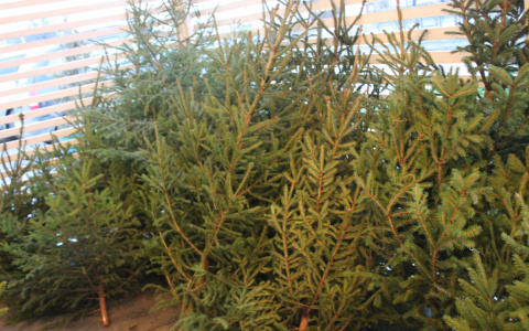 Стало известно, когда во Владимире заработают ёлочные базары