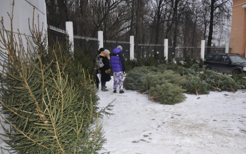 Во Владимире начали работу елочные базары