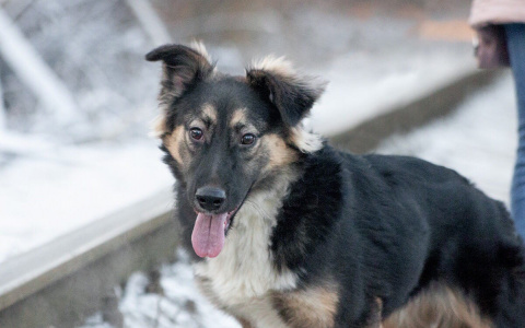 Животные из владимирского приюта хотят, чтобы их новогодняя мечта о доме сбылась