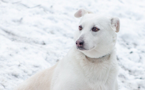 Животные из владимирского приюта, брошенные на произвол судьбы, ищут дом
