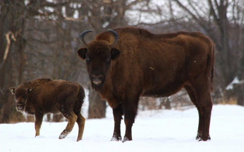 Во Владимирской области появилось новое стадо зубров