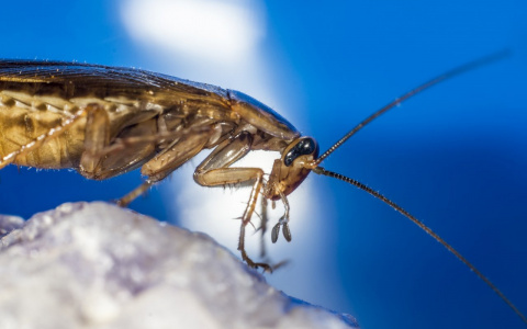 В Роспотребнадзоре сообщили о нашествии тараканов