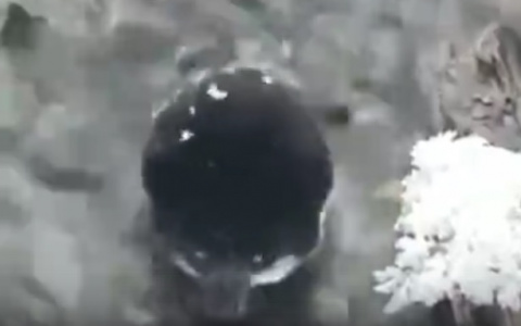 В интернете гадают, что за зверь попал на видео