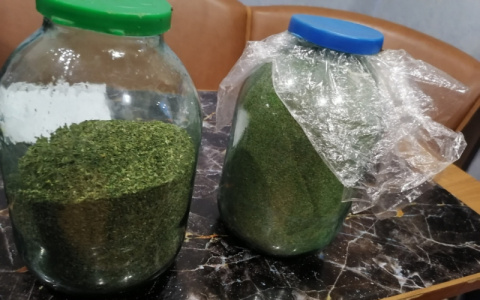 Житель Гусь-Хрустального выращивал на дачном участке марихуану