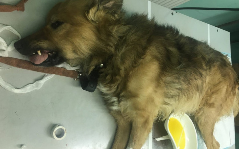 "Мы уже устали повторять - костями кормить животных нельзя!"