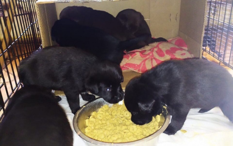 Во Владимире щенков выбросили в коробке, словно хлам