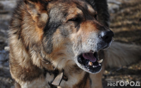 За владимирских бездомных животных теперь возьмётся "Белый дом"