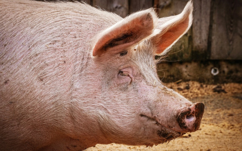 Во Владимирской области уничтожают последних свиней