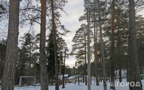 Ради строительства трассы М-12 под Владимиром вырубят леса