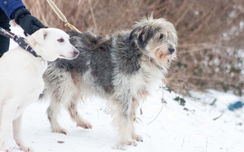 "Мисс Пушистость" и невезучий кот из владимирского приюта ищут хозяев