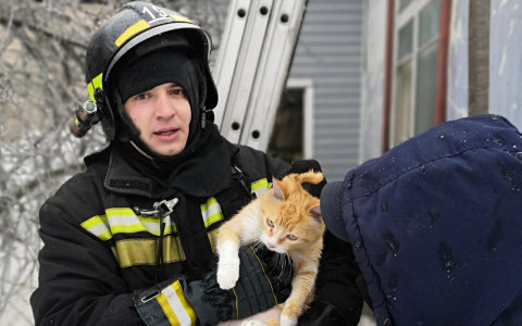 В Гусь-Хрустальном районе на пожаре спасли двух котов
