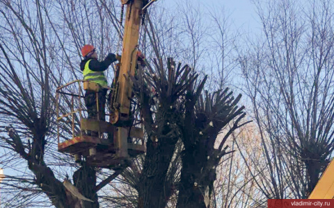Во Владимире завтра из-за обрезки деревьев перекроют улицу