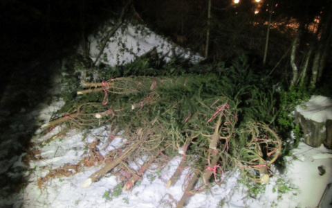 В Гороховецком районе два жителя срубили 26 ёлок перед Новым годом