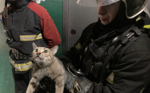 Пожарные во Владимире спасли из пожара женщину и кошку