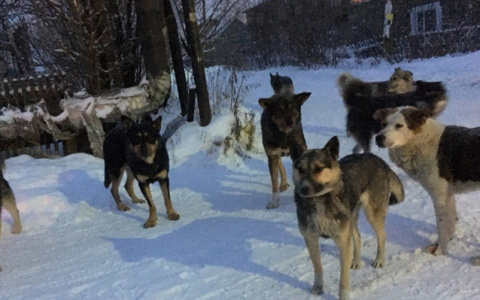 Денег на приюты нет, поэтому владимирских собак ожидает усыпление